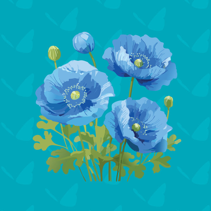 Himalayan Blue Poppy