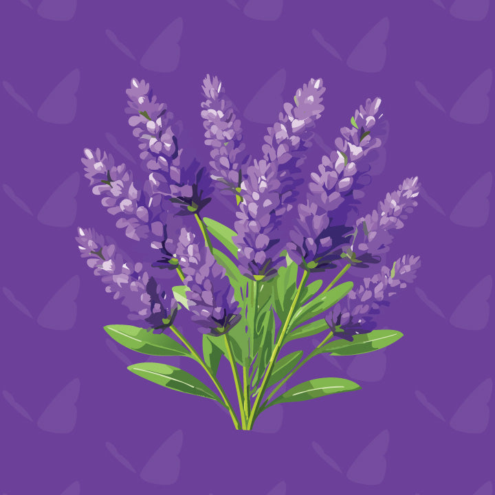 Lavender